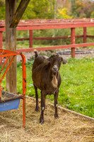 OldGoat-20