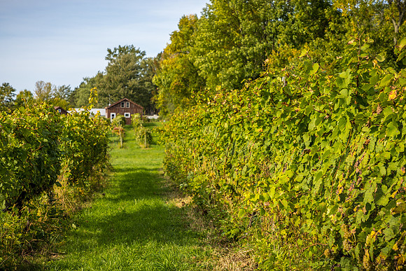 ThorpeVineyard-09
