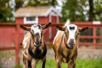 OldGoat-18