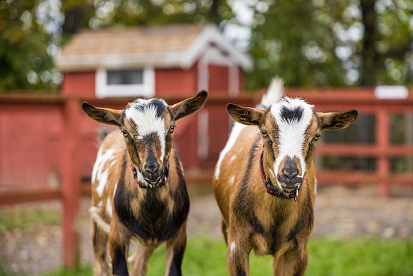 OldGoat-18