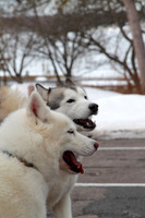 2014 Fair Haven Winter Festival