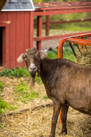 OldGoat-19