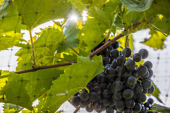 ThorpeVineyard-03