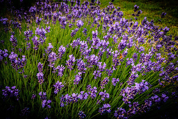 eIMG_5645