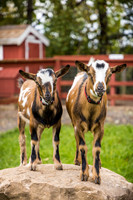OldGoat-16