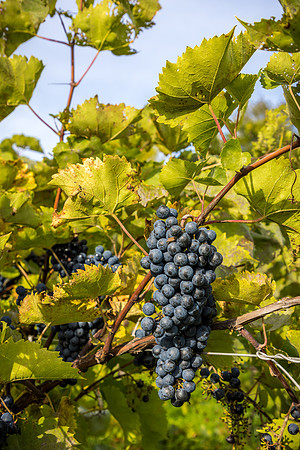 ThorpeVineyard-05