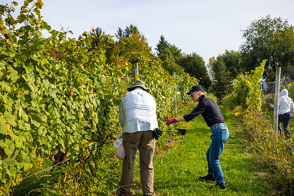 ThorpeVineyard-06