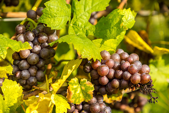 ThorpeVineyard-07