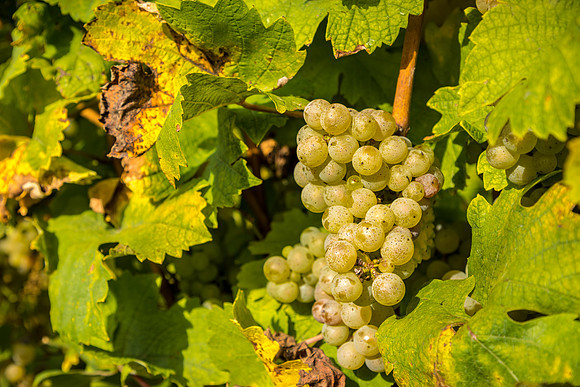 ThorpeVineyard-08