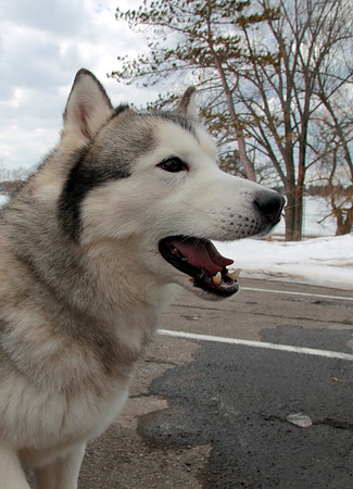 2014 Fair Haven Winter Festival