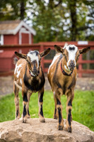 OldGoat-17
