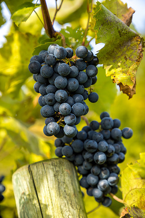 ThorpeVineyard-04