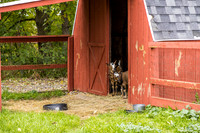 OldGoat-14