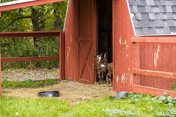 OldGoat-14