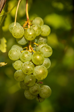 ThorpeVineyard-11
