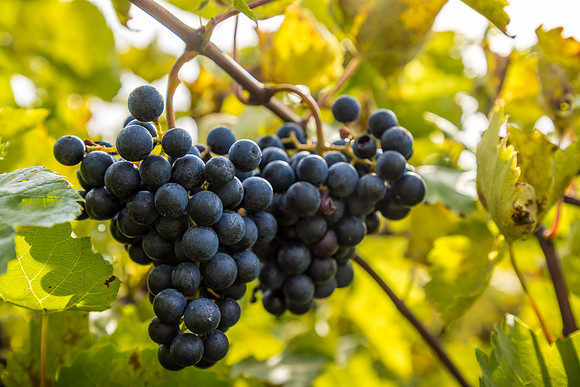 ThorpeVineyard-02