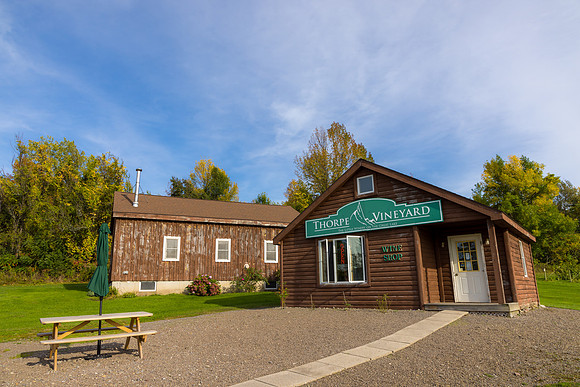 ThorpeVineyard-01